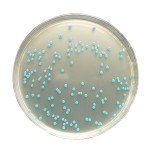 LISTERIA SELECTIVE AGAR ENRICHMENT-SUPPL 10 x 1 VIAL