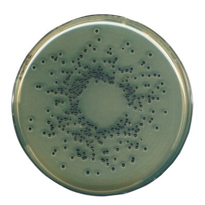 EGG YOLK TELLURITE EMULSION STERILE, FOR  10 x 50 ml