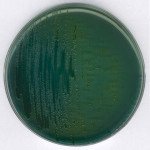 TCBS (Thiosulfate Citrate Bi 500 G