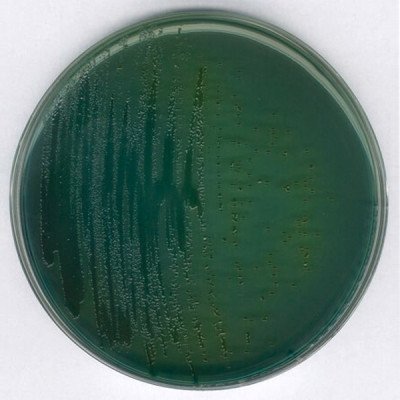 TCBS (Thiosulfate Citrate Bi 500 G