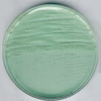 Anaerobic Agar acc. to BREWE 500 G