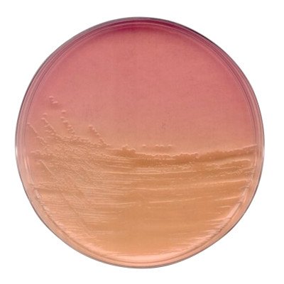 ENDO AGAR FOR MICROBIOLOGY (39 G FOR 1 L 500 G