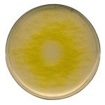 Cetrimide Agar (base) acc. I 500 G