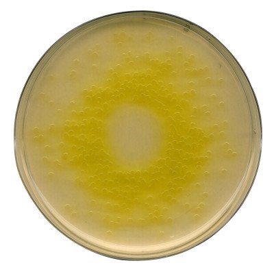 Cetrimide Agar (base) acc. I 500 G