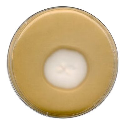 SABOURAUD 4% GLUCOSE AGAR FOR MICROBIOLO 500 G