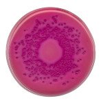 VRBD agar 500 G