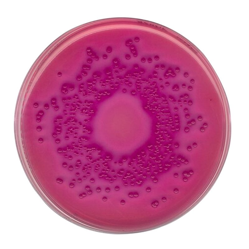 VRBD agar 500 G