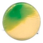 LETHEEN AGAR BASE MODIFIED FOR MICROBIOL 500 G