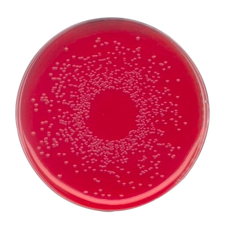 BPLS (Brilliant-green Phenol 500 G