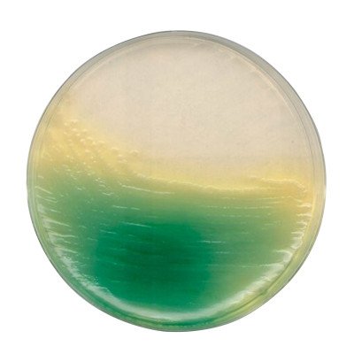 KING AGAR B BASE (DANSK STANDARD) FOR MI 500 G