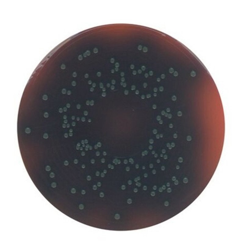 PALCAM LISTERIA SELECTIVE AGAR (BASE) AC 500 G