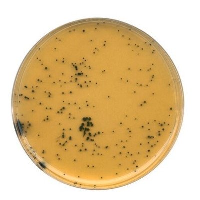 TSC (Tryptose Sulfite Cyclos 500 G
