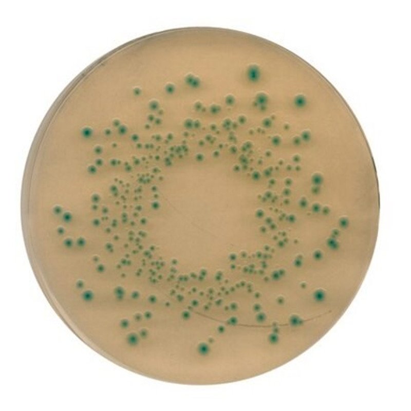 TBX agar 500 G