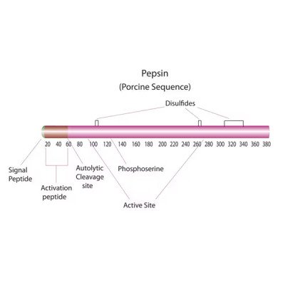 PEPSIN FROM PROCINE GASTRIC MUCOSA, TEST 100 G