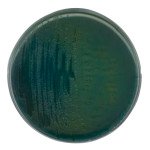 TCBS AgarNutriSelect Plus 500 G