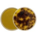BILE SALT AESCULIN AZIDE AGAR