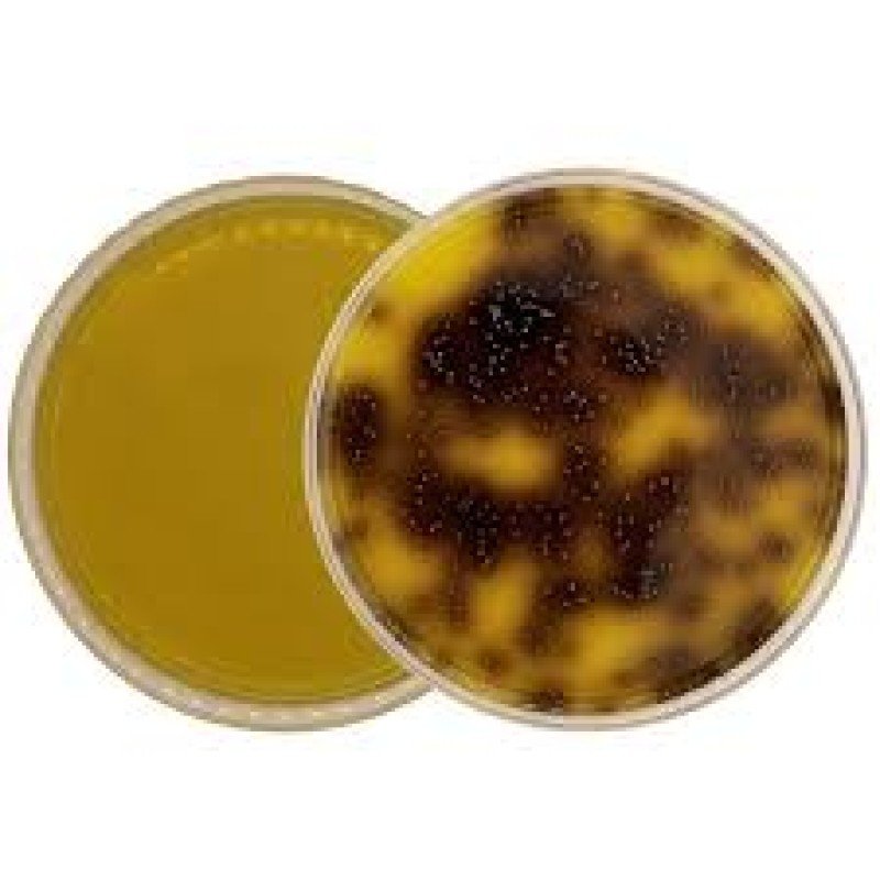 BILE SALT AESCULIN AZIDE AGAR