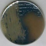 Bismuth Sulfite Agar WILSON-BLAIR