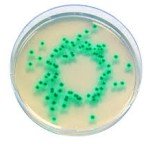 CHROMOCULT ENTEROBACTER 100 G