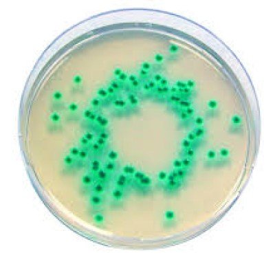 CHROMOCULT ENTEROBACTER 100 G