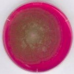 ROSE-BENGAL CHLORAMPHENICOL AGAR FOR MIC
