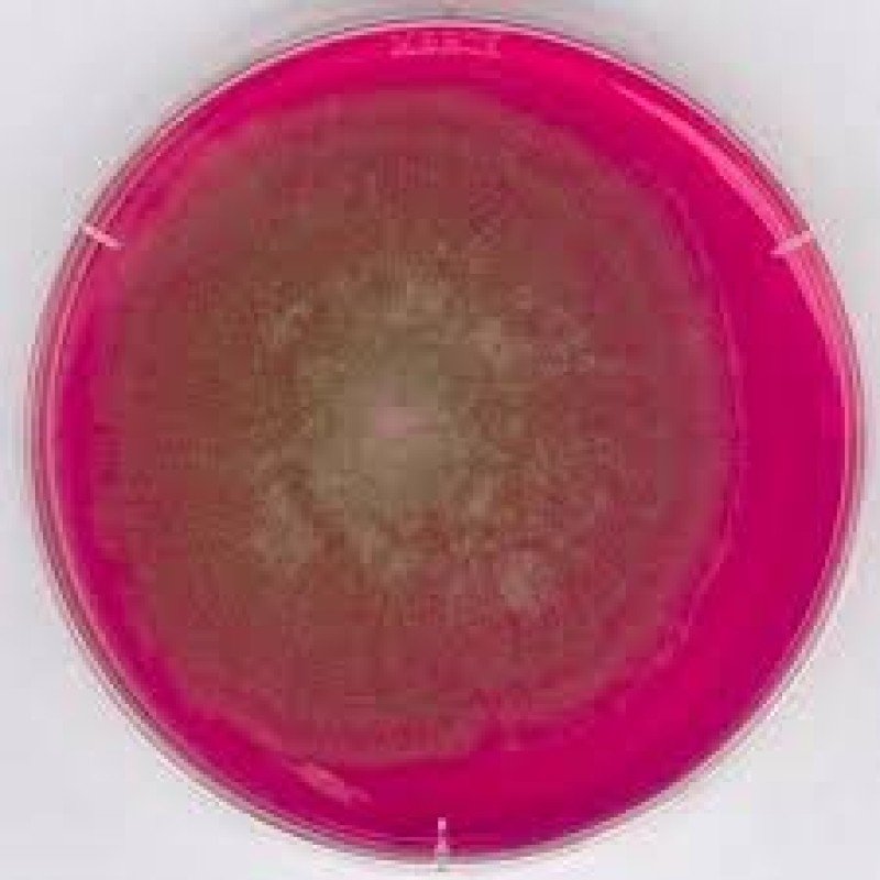 ROSE-BENGAL CHLORAMPHENICOL AGAR FOR MIC