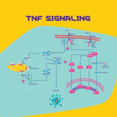 TUMOR NECROSIS FACTOR-α HUMAN XENO-FREE& 10 UG