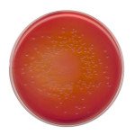 MacConkey agarNutriSelect Basic 500 G