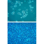 INS-1 832/13 RAT INSULINOMA CELL LINE 1 VIAL