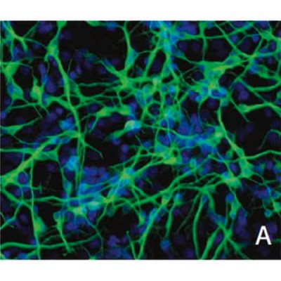 ReNcell NeuralStemCell MaintenanceMedium