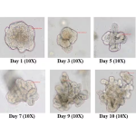 Hu Colon Organoid Expansion Medium, 50mL